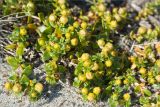 Honckenya peploides subspecies diffusa. Плодоносящее растение. Кольский п-ов, Кандалакшский берег Белого моря, песчаный пляж. 07.08.2013.