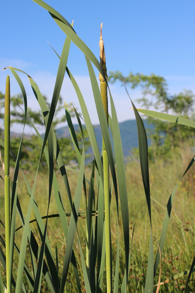 Изображение особи Typha latifolia.