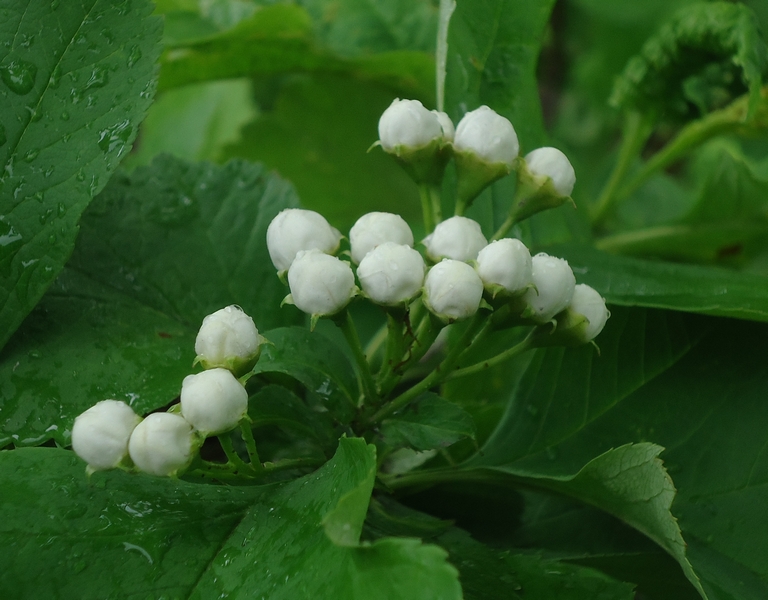 Image of Crataegus chlorosarca specimen.