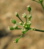 Cyclospermum leptophyllum. Соцветие. Абхазия, Гудаутский р-н, Мюссерский лесной массив, рудеральное место. 19.06.2012.