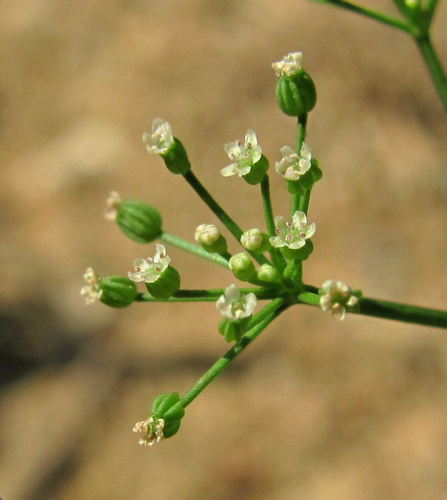 Image of Cyclospermum leptophyllum specimen.