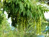 Pterocarya fraxinifolia. Ветвь с соплодиями. Крым, Ялта, Приморский парк. 05.07.2009.