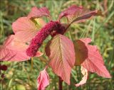 Amaranthus caudatus