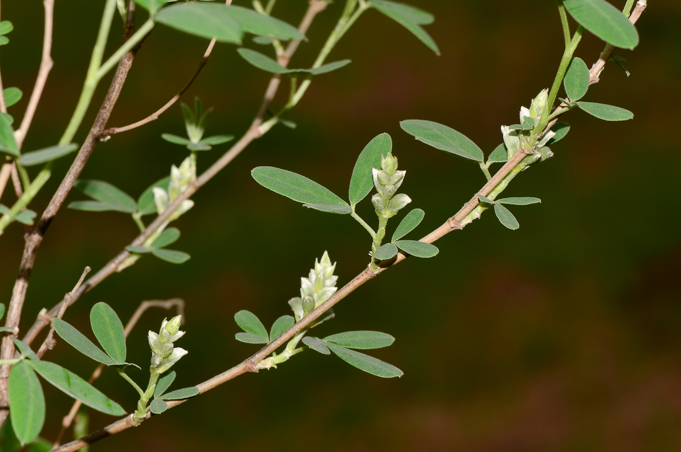 Изображение особи Anagyris foetida.