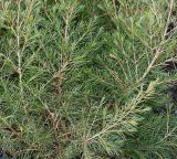 Chamelaucium uncinatum