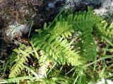 Polypodium vulgare. Спороносящее растение. Норвегия, Бриксдайл. 04.07.2008.