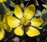 Eranthis hyemalis