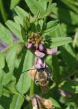 Vicia sepium