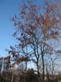 Gleditsia triacanthos. Дерево с плодами. Украина, Львов. Декабрь 2006 г.