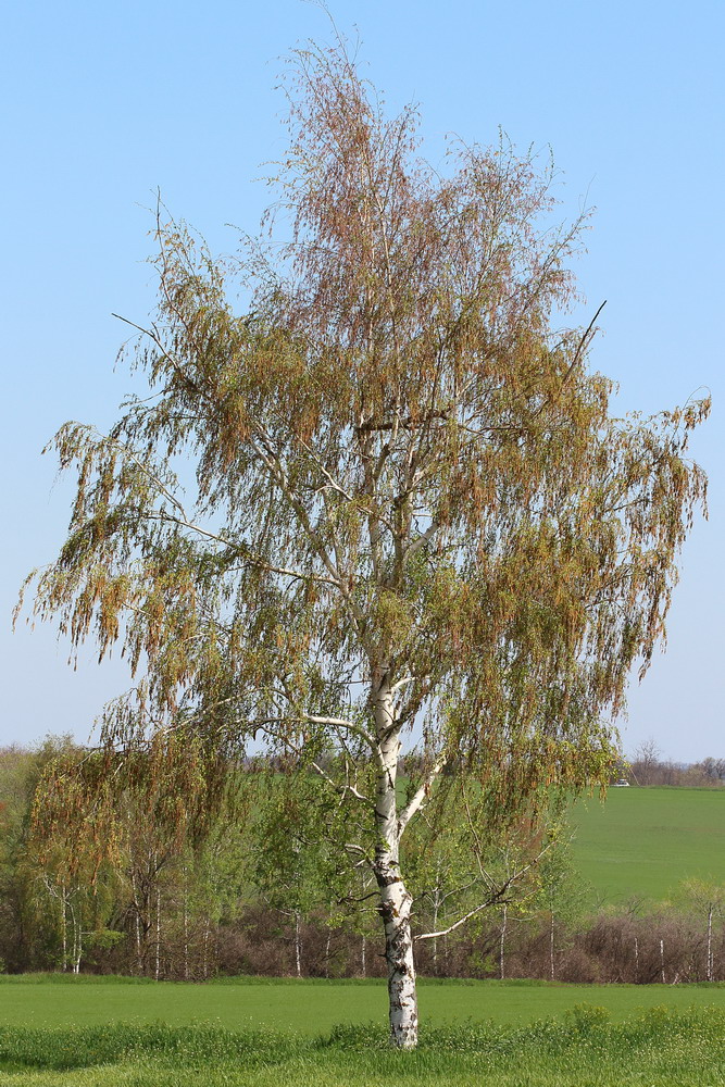 Image of Betula pendula specimen.