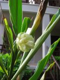 Hedychium coronarium. Верхушка расцветающего растения. Таиланд, провинция Краби, курорт Ао Нанг. 11.12.2013.