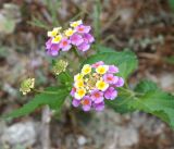 Lantana camara