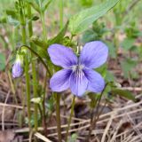 Viola canina