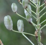 Ornithogalum montanum