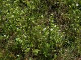 Cerastium semidecandrum