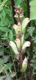 Pedicularis sceptrum-carolinum. Соцветие (одна из кистей). Архангельская обл., юг Пинежского р-на, опушка в пойме р. Юрас. Начало августа.