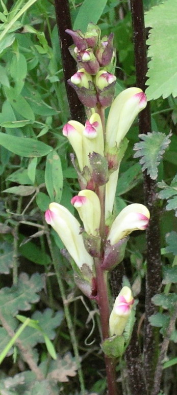 Изображение особи Pedicularis sceptrum-carolinum.