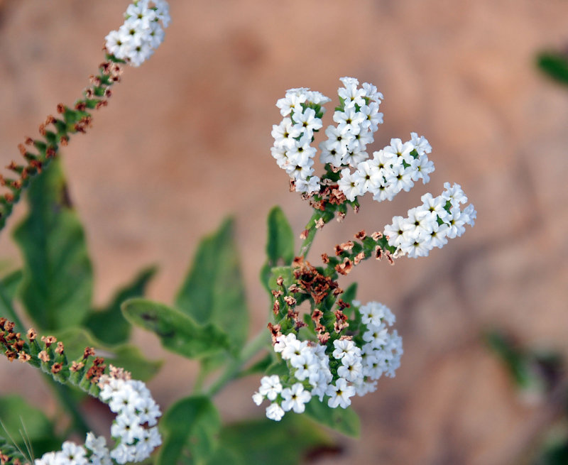 Изображение особи Heliotropium aegyptiacum.