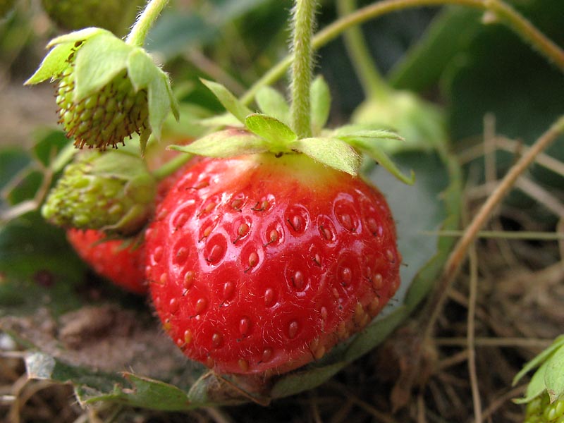 Image of Fragaria &times; ananassa specimen.