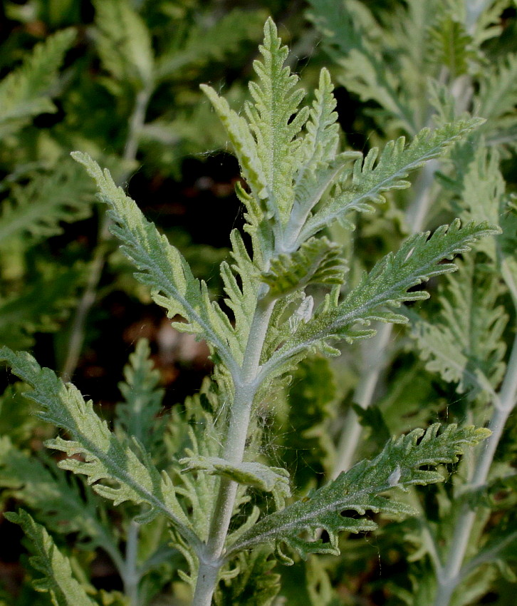 Image of Perovskia atriplicifolia specimen.