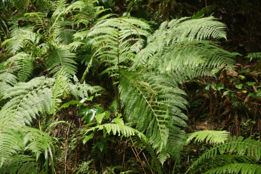 Изображение особи Athyrium filix-femina.