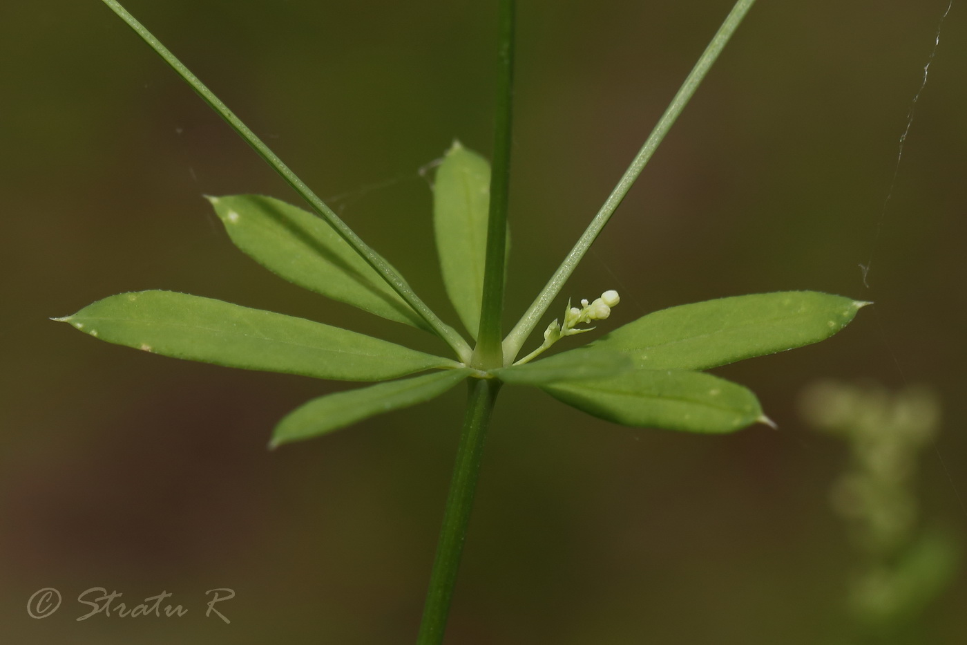 Image of Galium intermedium specimen.