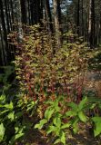 Euphorbia stricta. Цветущее и плодоносящее растение среди листьев пролесника. Крым, окр. Ялты, гора Лапата, сосновый лес. 18 июля 2014 г.