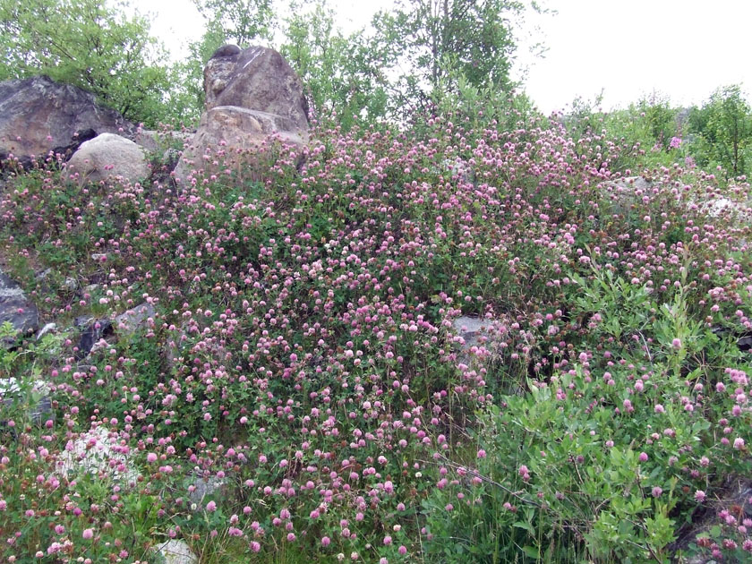 Изображение особи Trifolium pratense.