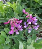 Lathyrus japonicus subspecies pubescens. Соцветия. Кольский полуостров, Восточный Мурман, супралитораль губы Ярнышная. 20.07.2009.