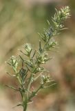 Salsola tragus