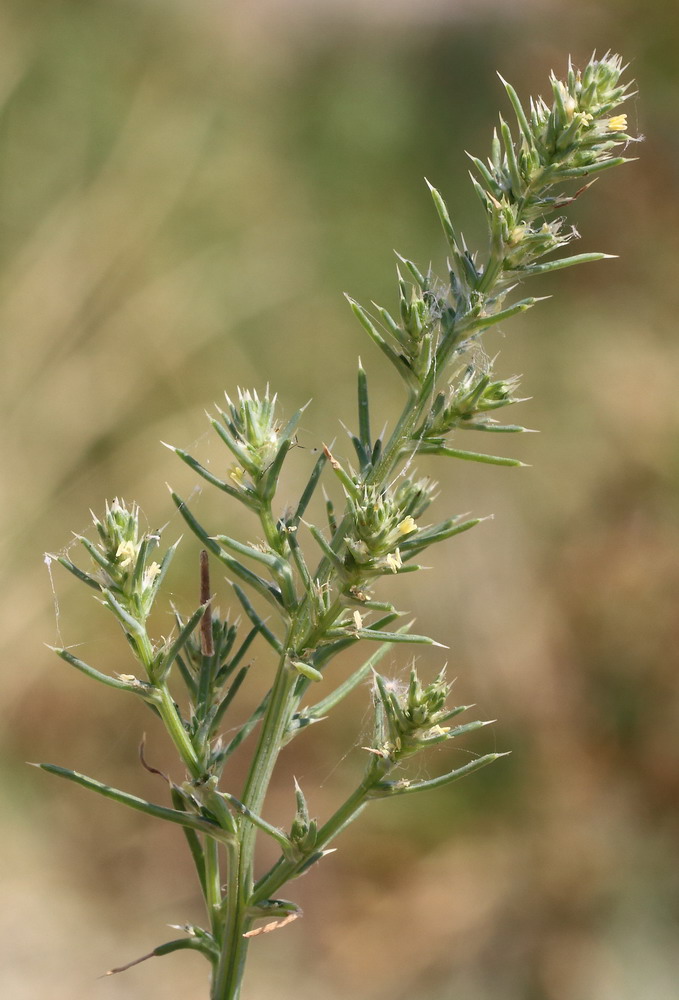 Изображение особи Salsola tragus.