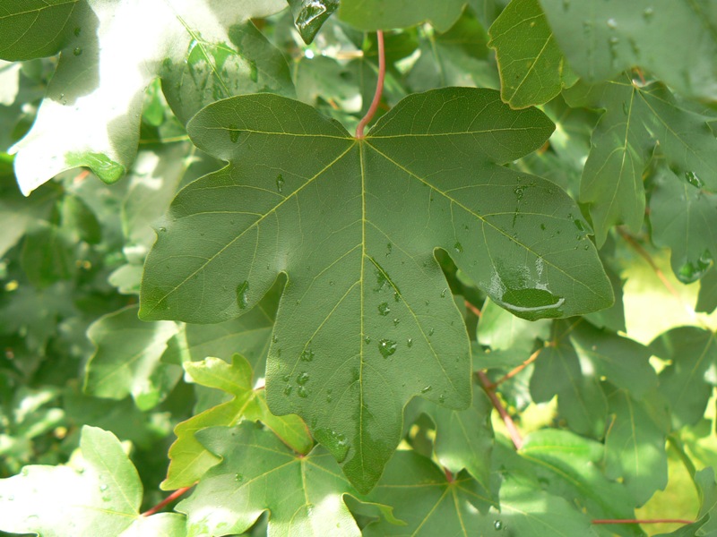 Image of Acer campestre specimen.