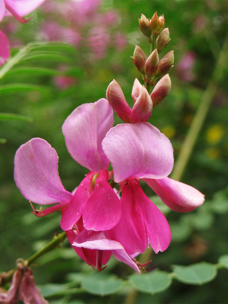 Image of Indigofera heterantha specimen.
