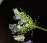 Image of taxon representative. Author is Татьяна Мальчинская