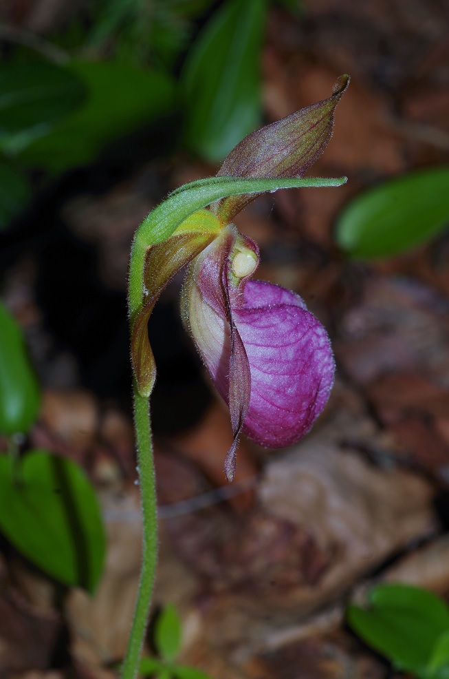 Image of Cypripedium acaule specimen.