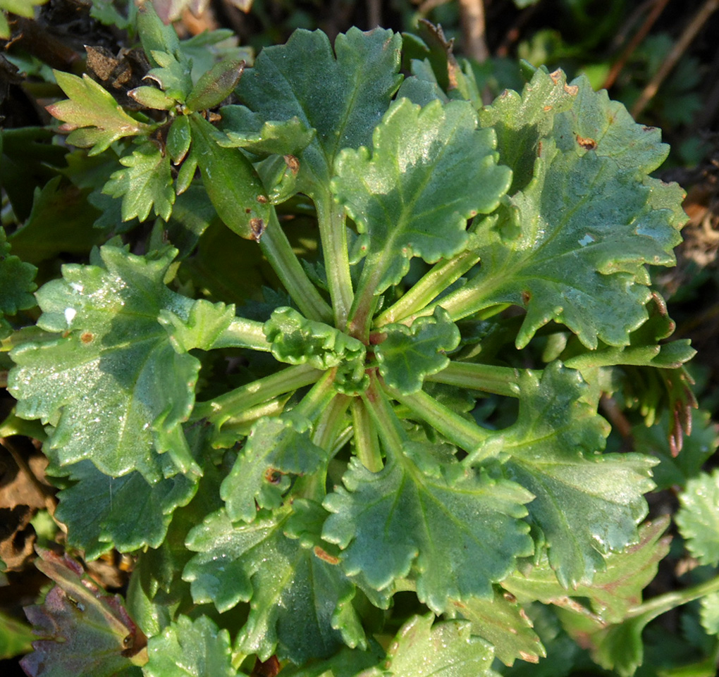 Изображение особи Arctanthemum arcticum.