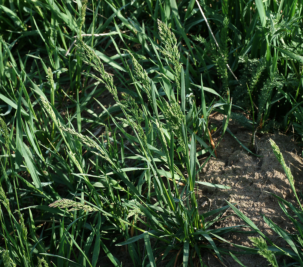 Image of Poa pratensis specimen.