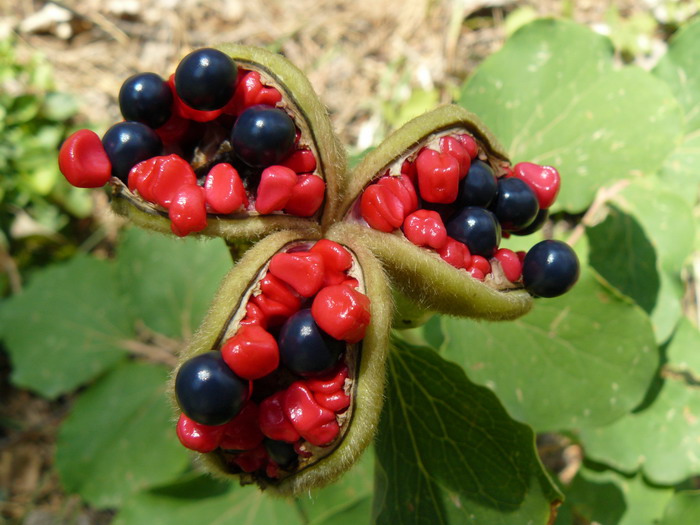 Image of Paeonia daurica specimen.