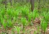 Matteuccia struthiopteris. Заросли в сыром березово-сосновом лесу. Томская обл., окр. г. Томск. 29.05.2008.