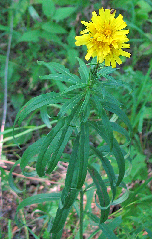 Изображение особи Hieracium umbellatum.