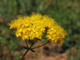 Hypericum scabrum