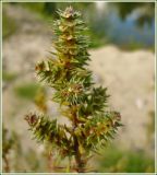 Salsola tragus. Верхушка растения с соцветиями. Чувашия, окр. г. Шумерля, ст. Кумашка, ж/д насыпь. 11 сентября 2009 г.