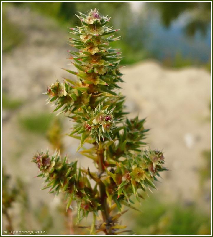 Изображение особи Salsola tragus.