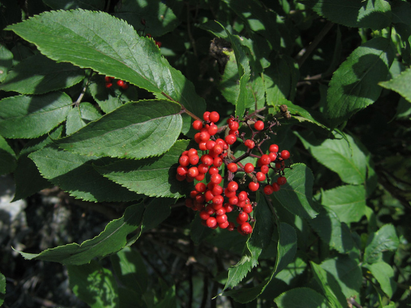 Image of Sambucus sibirica specimen.