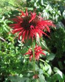 Monarda didyma