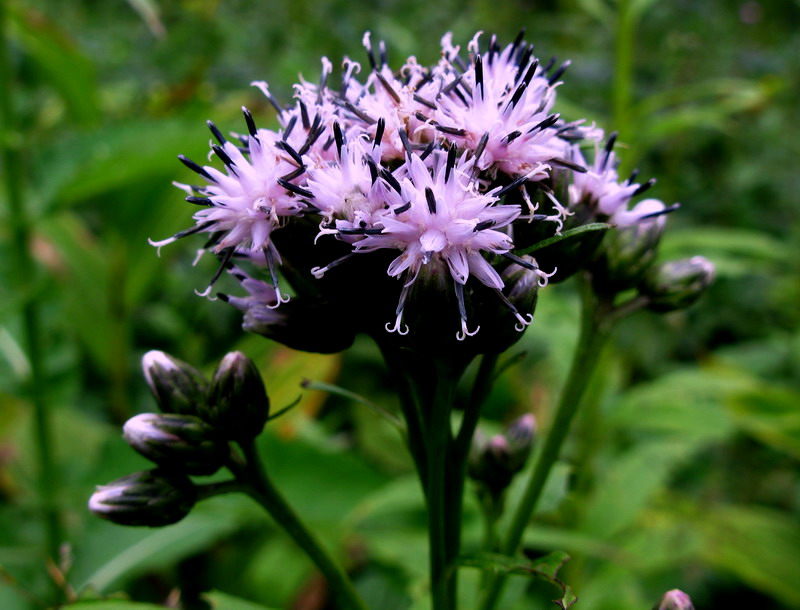 Image of Saussurea latifolia specimen.