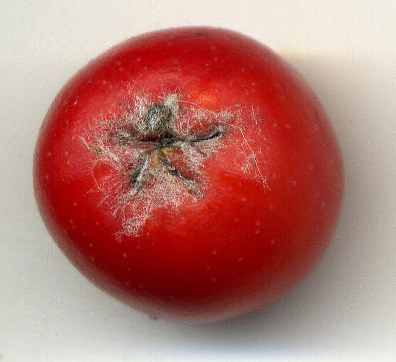 Image of Sorbus hybrida specimen.
