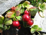 Vaccinium vitis-idaea