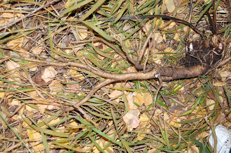 Image of Paeonia anomala specimen.