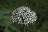 Image of taxon representative. Author is Владимир Эпиктетов